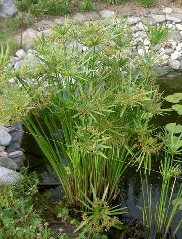 Cyperus alternifolius