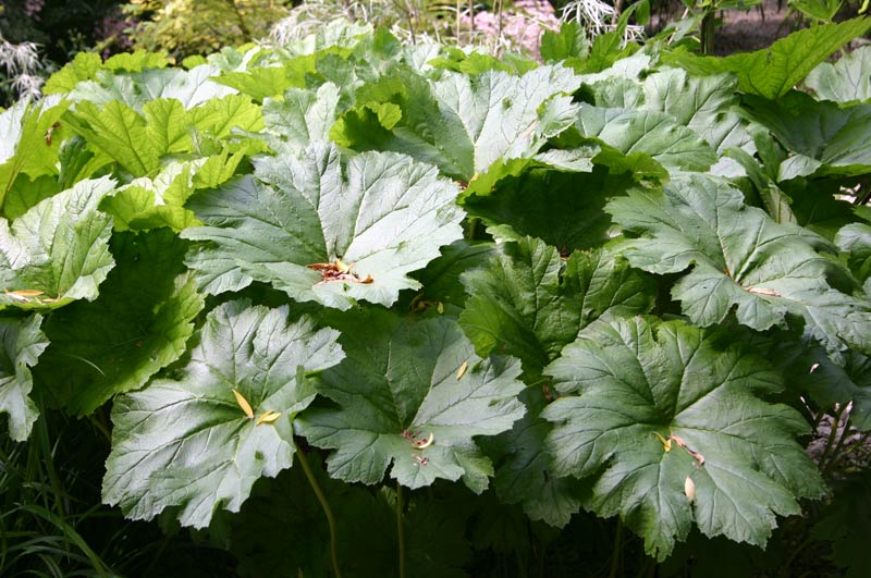 Darmera Peltata