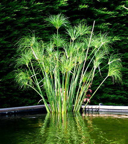 plante de bassin papyrus