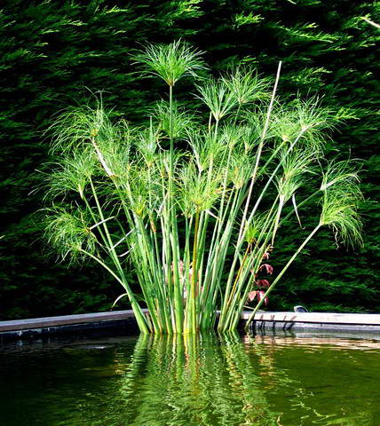 Cyperus papyrus