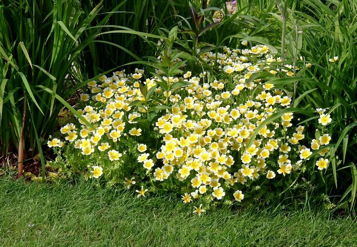 Limnanthes douglasii