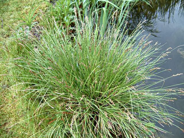 Carex paniculata paniculata