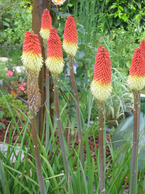 Kniphofia Uvaria