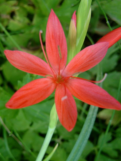 Schizostylus coccinea 