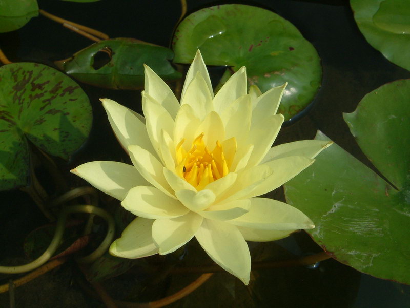 Nymphaea Joey Tomacik