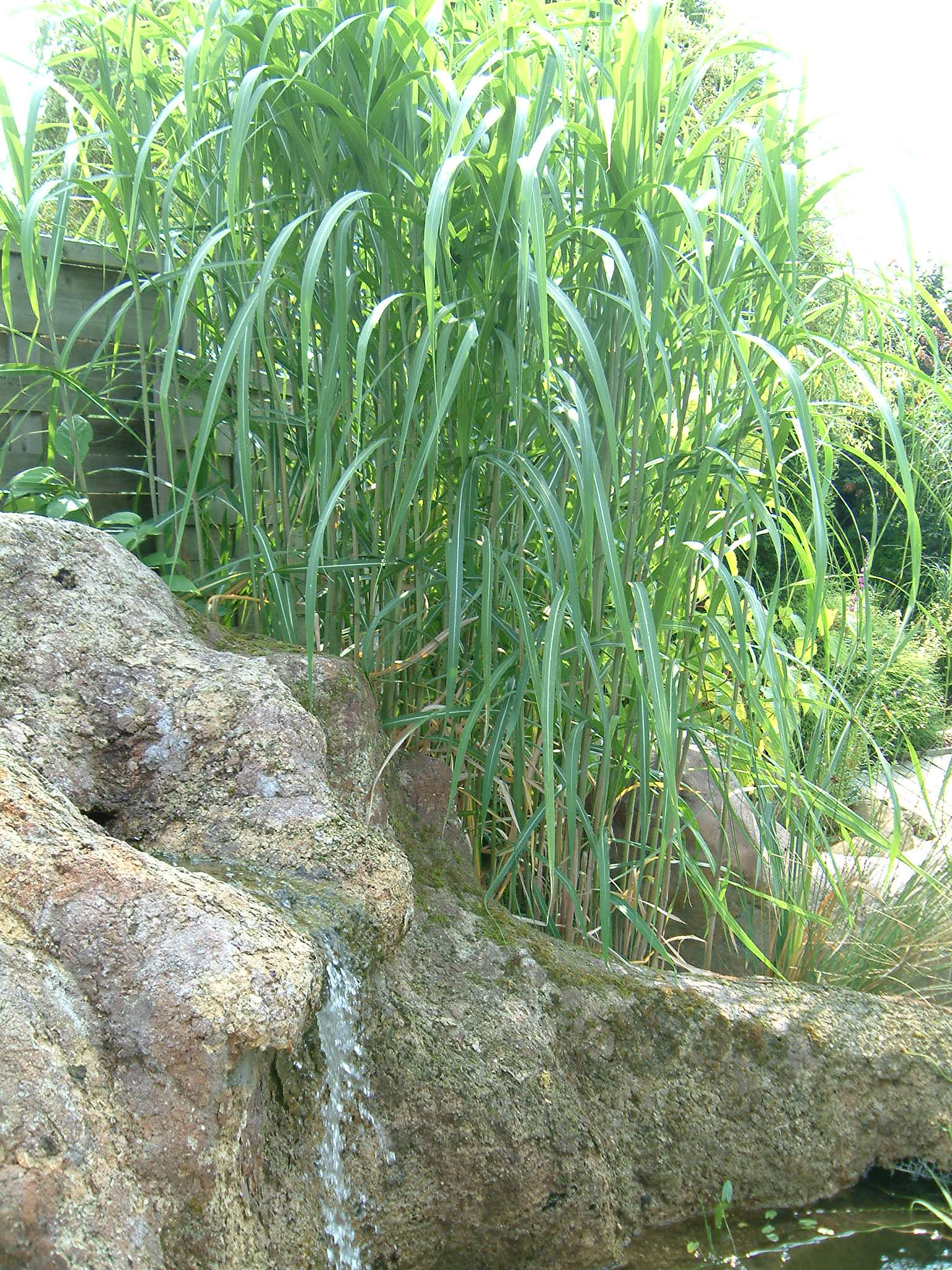 Miscanthus floridulus