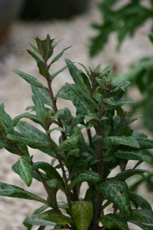 Lysimachia minoriensis