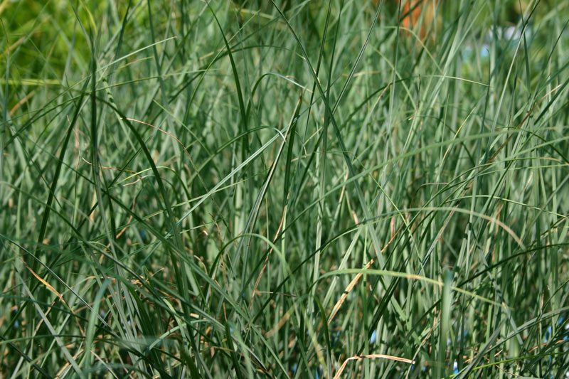 Carex panacea