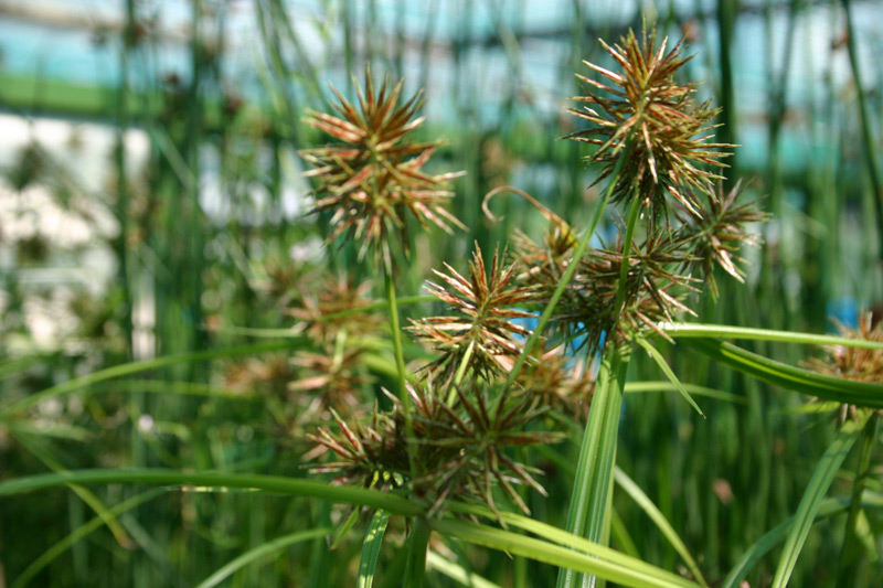 Cyperus rotundus