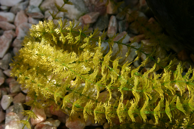 Elodea plasticum