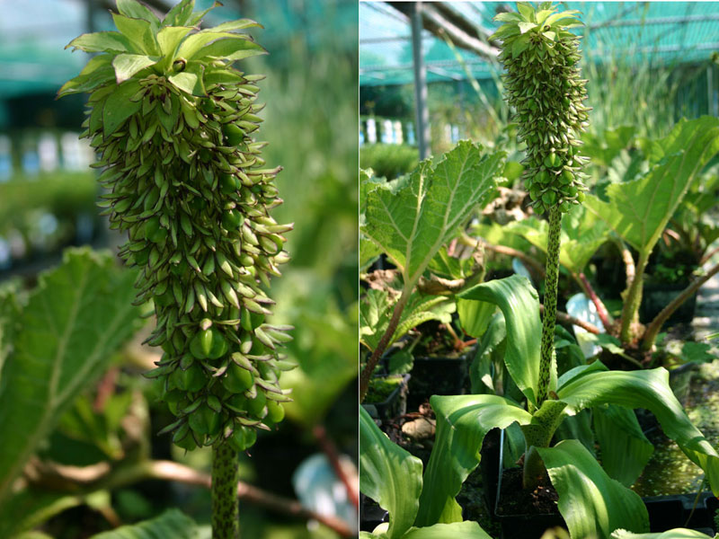 Eucomis bicolor