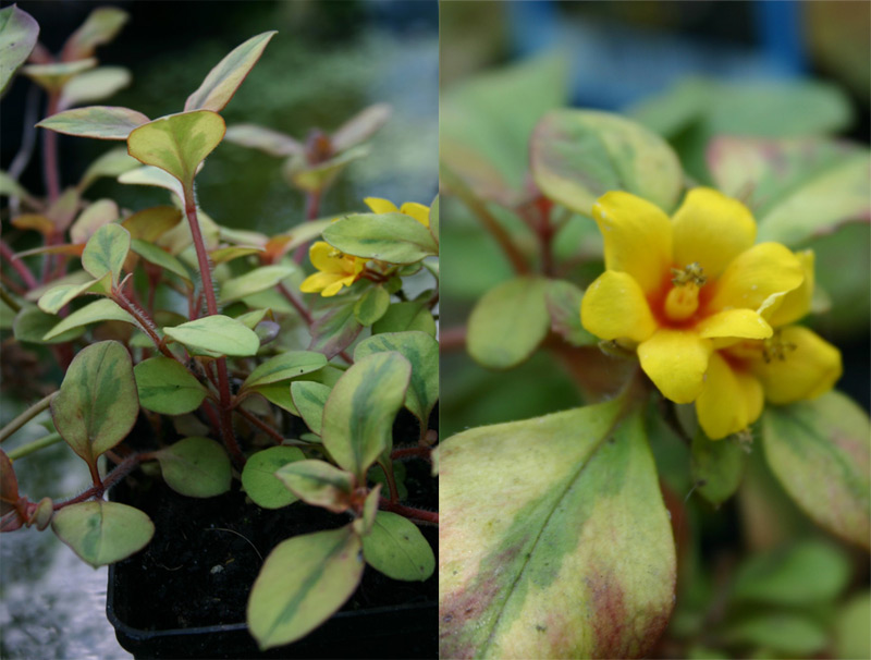 Lysimachia outback sunset