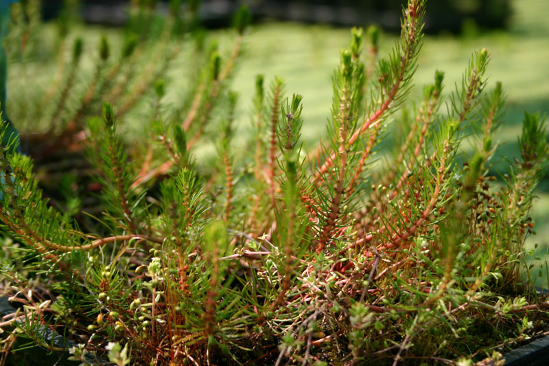 Myriophyllum proprium