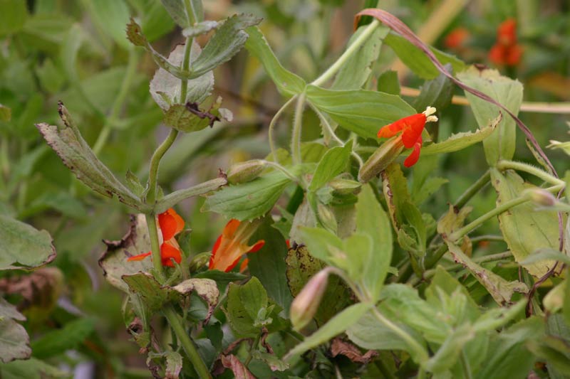 Mimulus cardinalis