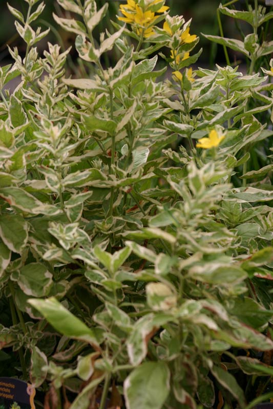 Lysimachia punctata variegata