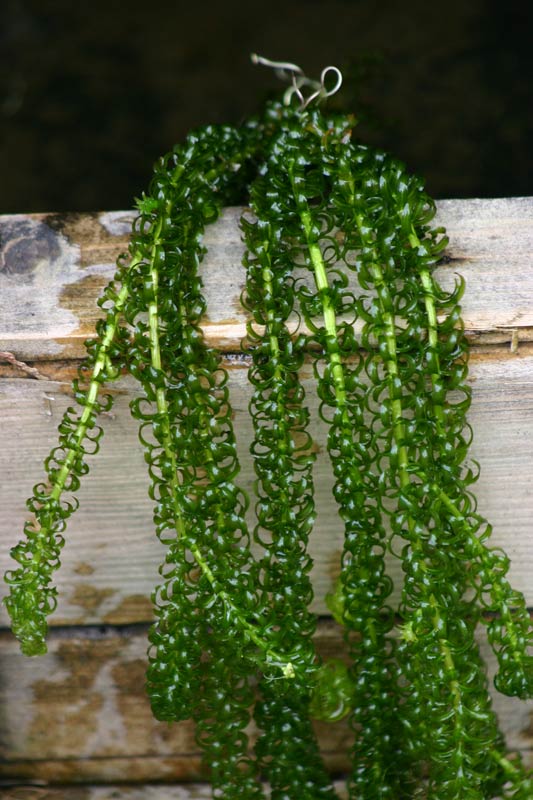 Elodea crispa