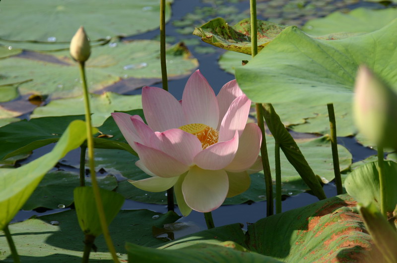 Nelumbo nucifera rosea