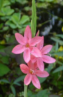 Schizostylus coccinea 